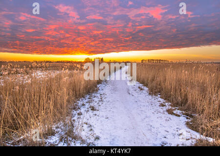 Dutch marshland landscape in winter with Pathway through reed Stock Photo