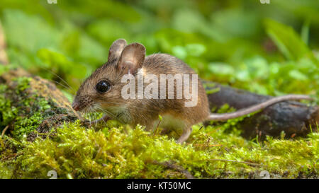 Cute Wild Wood mouse (Apodemus sylvaticus) walking on the forest floor with lush green vegetation