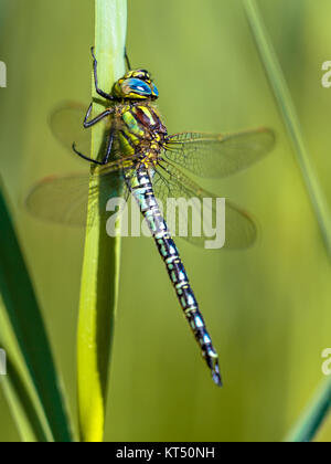 Resting Male Hairy Dragonfly (Brachytron pratense) perched on a leaf in the early morning sun Stock Photo