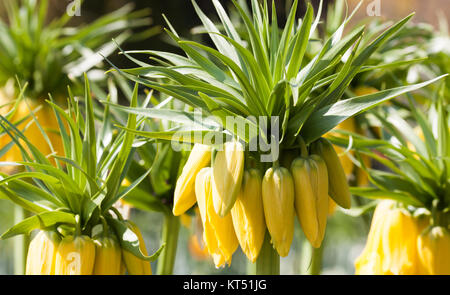 yellow imperial crown in the sunshine Stock Photo