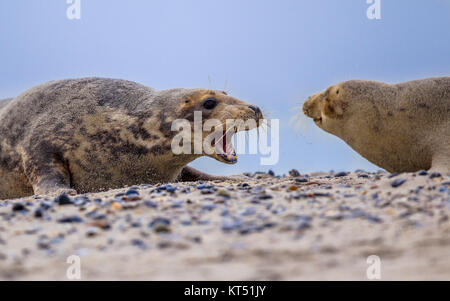 Fighting Grey seal (Halichoerus grypus) males conflict over territory bounderies on beach of Helgoland island, Germany Stock Photo