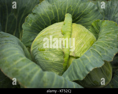 Closeup Fresh cabbage in cabbage garden Stock Photo