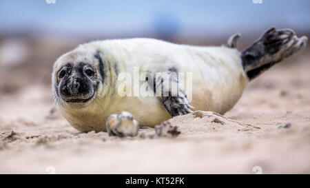 baby Common seal (Phoca vitulina) one animal looking curious in camera while lying on beach with ocean in background Stock Photo