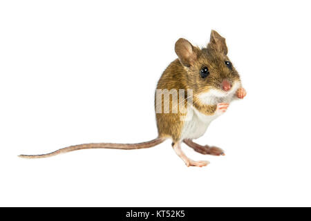 Wood mouse (Apodemus sylvaticus) with cute brown eyes standing and about to jump on white background Stock Photo