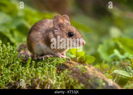 Cute Wild Wood mouse resting on a stick on the forest floor with lush green vegetation