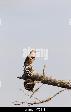 Northern Flicker perched in Pine Tree Stock Photo