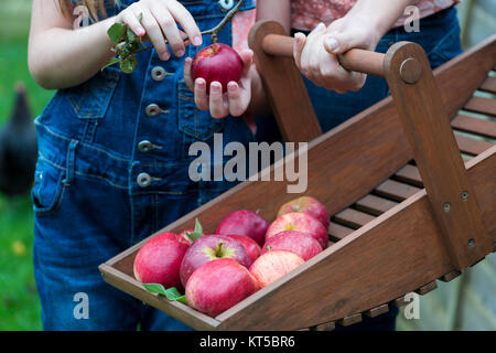family members collecting apples from an organic fruit tree on a small holding , selective focus and bokeh background to ad copy space Stock Photo