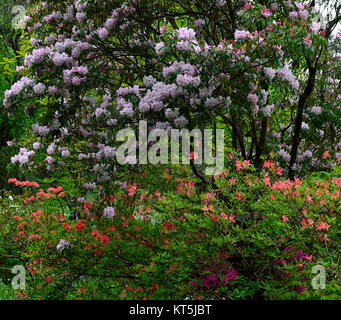 Azaleas,rhododendons,flowering,orange,white,canopy,Mount Usher Gardens,Wicklow,William Robinson,Robinsonian Garden,Spring,Gardens,Ireland,RM Floral Stock Photo