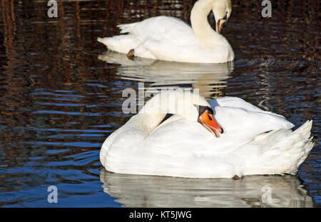 Beautiful Mute Swans preening their feathers while floating on waters surface Stock Photo