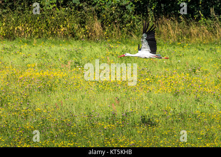 A Stork in flight in Suwalki Landscape Park, Poland Stock Photo - Alamy