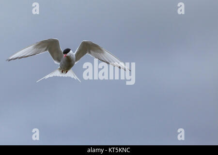 Whilst their mates incubate their eggs, these Arctic Terns head out to sea in search of food. Stock Photo