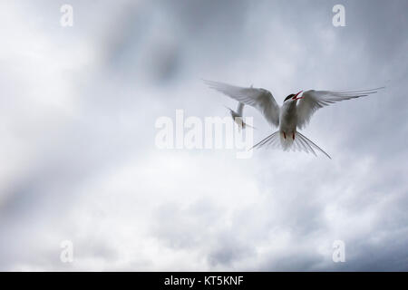 Whilst their mates incubate their eggs, these Arctic Terns head out to sea in search of food. Stock Photo