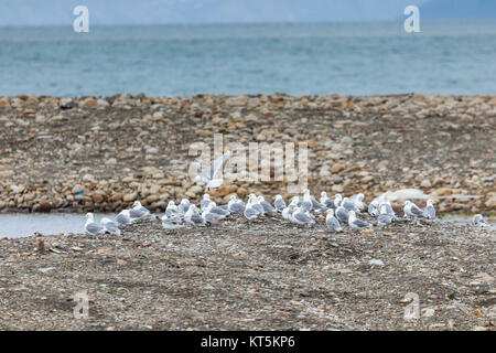 Kittwake birds diving in Svalbard Stock Photo