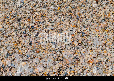 different shells on the beach. Stock Photo