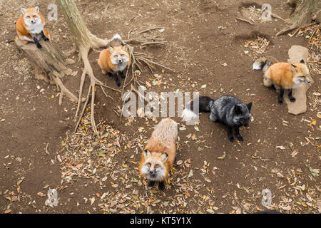 Many red fox looking for food Stock Photo