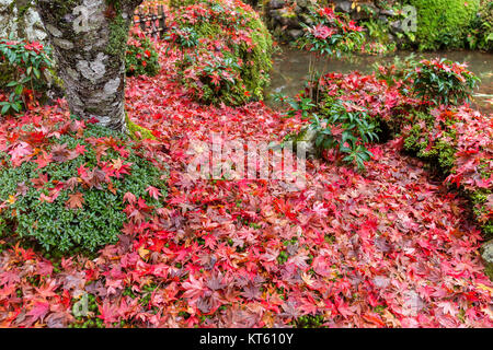 Traditional Japanese garden in autumn season Stock Photo