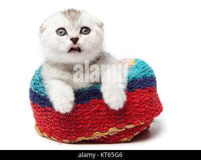 Wet ginger cat in a towel on a light background of the interior. Funny cat Stock Photo