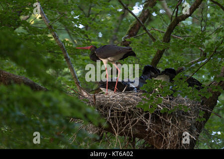 Black Stork / Storks (Ciconia nigra) at nest site, adult together with its chicks, eyrie in a huge old beech tree, hidden, secretly, wildlife, Europe. Stock Photo