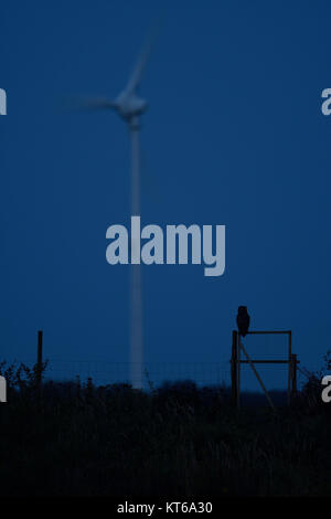 Eurasian Eagle Owl ( Bubo bubo ) at night, perched on a fencepost, silhouetted against sky, in front of wind power turbine, renewable energy, Europe. Stock Photo