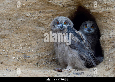 Eurasian Eagle Owls / Europaeische Uhus ( Bubo bubo ), two chicks, standing together in the entrance of their nesting site, wildlife, Europe. Stock Photo