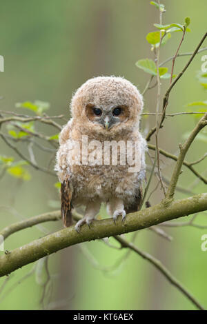 Tawny Owl ( Strix aluco ), young, cute fledgling, owlet, moulting chick, perched on a branch, its dark brown eyes wide open, wildlife, Europe. Stock Photo