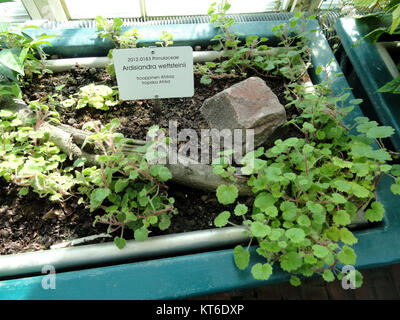 Ardisiandra wettsteinii - Botanical Garden in Kaisaniemi, Helsinki - DSC03648 Stock Photo