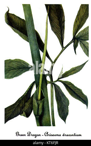 The illustration features the plant Arisaema dracontium, commonly known ...