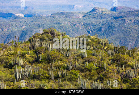 Dry Desert at daylight with cactuses insummer Stock Photo