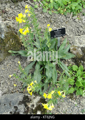 Arnebia Pulchra Botanischer Garten Freiburg Stock Photo