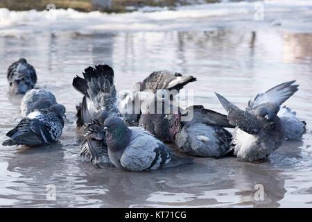 Birds pigeons bathing in a puddle in the spring on the road Stock Photo