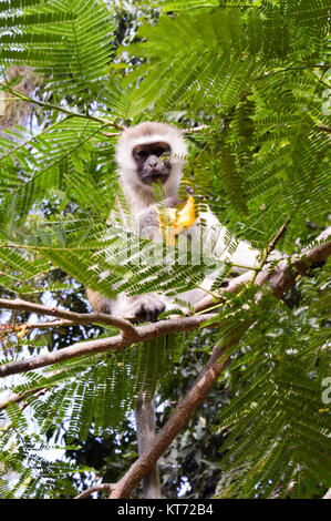 Monkey vervet on a tree eating a mango Stock Photo