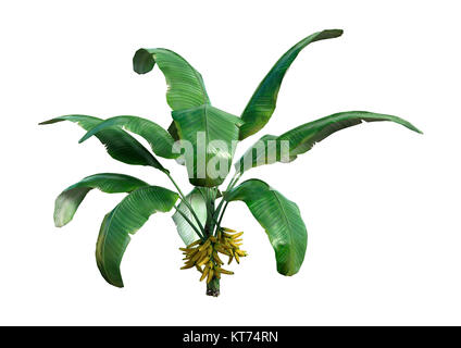 3D Rendering Banana Plant on White Stock Photo