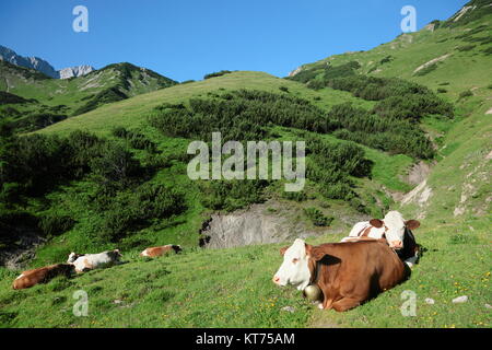 ruhende Weidekühe Stock Photo