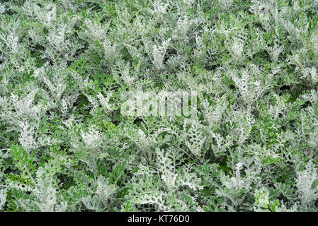 Senecio cineraria flower on flowerbed. Background Stock Photo