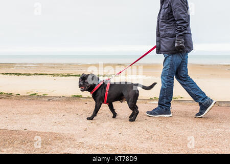 happy smiling black staffordshire bull terrier walking with his owner along a promenade in winter. he is wearing a red harness. Stock Photo