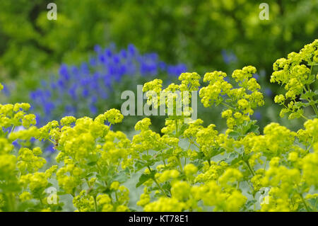 Weicher Frauenmantel, Alchemilla mollis - the herbal plant ladys-mantle or Alchemilla mollis Stock Photo