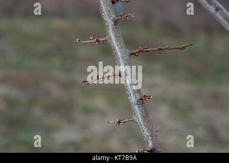 Blossoming apricot buds on twigs in early spring Stock Photo