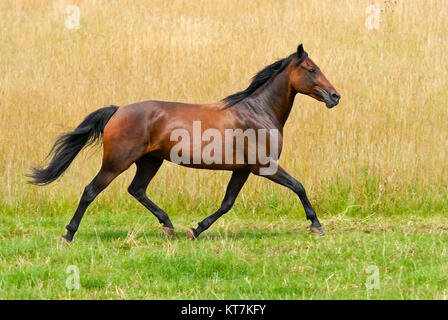 German Trotter, a horse breed, brown colored mare runs at a smart trot in the green countryside, Germany. Stock Photo