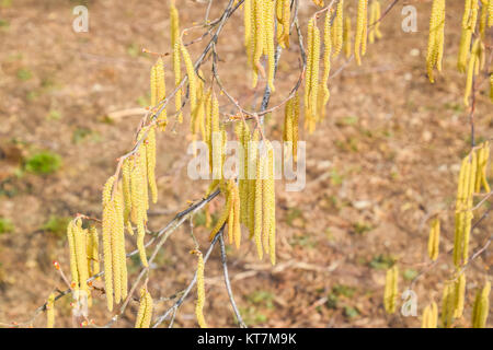 Flowering hazel hazelnut. Hazel catkins on branches. Stock Photo