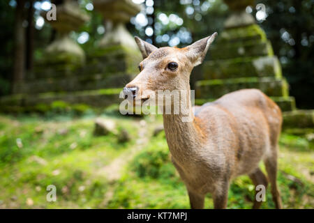 Cute Deer in Japanese temple Stock Photo
