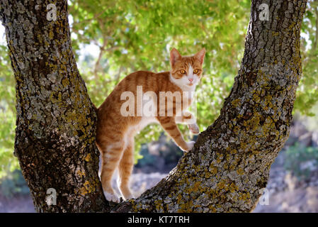 A red tabby and white cat kitten climbing curiously and playful on a tree with thick branches, Greece. Stock Photo