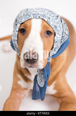 dog with bandana on head