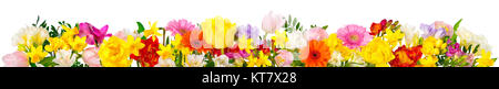 wide border of colorful beautiful flowers,isolated on white Stock Photo