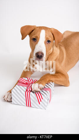 Adorable Fawn Colored Mixed Breed Puppy Laying with White and Red Christmas Present Stock Photo