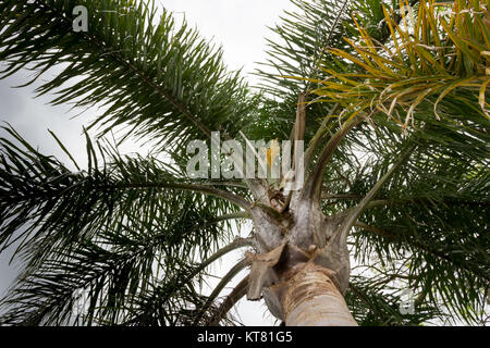 Palm tree seen from below with sprouts in summer Stock Photo