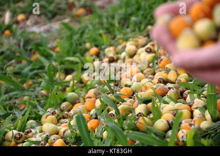 Hands that collect ripe dates of grass in spring and summer Stock Photo