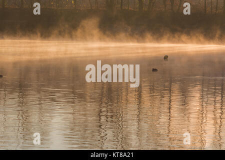 abtskücher pond in the morning mist.