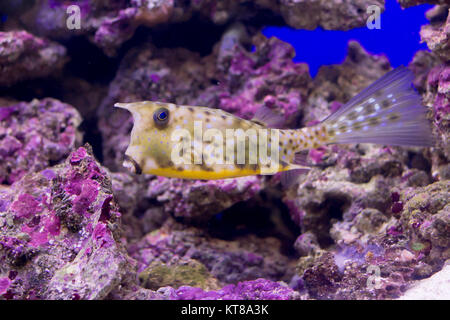 longhorn cowfish lactoria cornuta in the aquarium Stock Photo