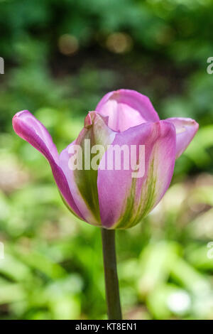 Tulip 'Night Rider' in full bloom during May at Coton Manor Gardens, Northamptonshire, England, Uk Stock Photo