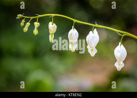 Dicentra Spectabilis Alba White Bleeding Heart in full bloom during May at Coton Manor Gardens, Northamptonshire, England, Uk Stock Photo